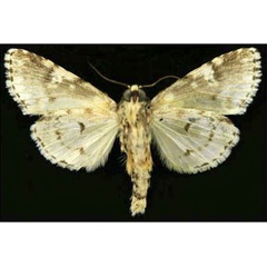 /filer/webapps/moths/media/images/U/umay_Butleronia_HT_CESAb.jpg