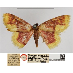 /filer/webapps/moths/media/images/L/latiflavaria_Chrysocraspeda_HT_NHMUK.jpg