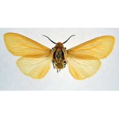 /filer/webapps/moths/media/images/P/pallida_Pseudoradiarctia_AM_NHMO.jpg