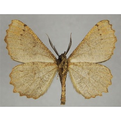 /filer/webapps/moths/media/images/C/cinnamomoneura_Colocleora_AM_ZSMb.jpg