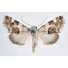 /filer/webapps/moths/media/images/B/biskrensis_Acontia_AM_NHMO.jpg