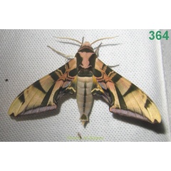 /filer/webapps/moths/media/images/C/coquerelii_Batocnema_A_Bippus_01.jpg