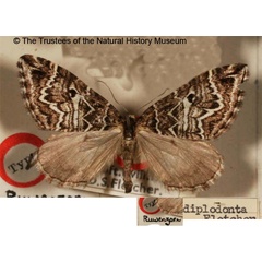 /filer/webapps/moths/media/images/D/diplodonta_Haplolabida_HT_BMNH.jpg