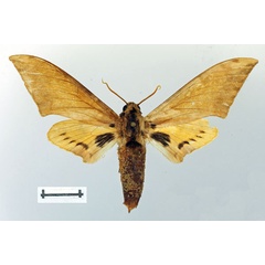 /filer/webapps/moths/media/images/S/somaliae_Pseudoclanis_AM_Basquin.jpg