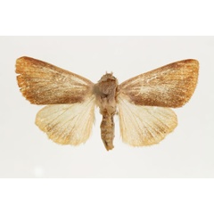 /filer/webapps/moths/media/images/A/atkinsoni_Adisura_AF_RMCA.jpg
