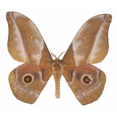 /filer/webapps/moths/media/images/R/rhodophila_Gonimbrasia_AM_Basquina.jpg