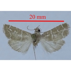 /filer/webapps/moths/media/images/A/albilinealis_Arbarpia_HT_ZSM.jpg