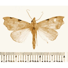 /filer/webapps/moths/media/images/B/bisignata_Paralephana_AM_BMNH.jpg