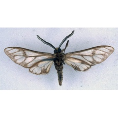 /filer/webapps/moths/media/images/N/negus_Thyretes_HT_BMNH_02.jpg