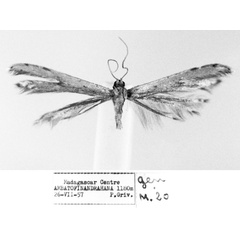 /filer/webapps/moths/media/images/M/madecasseus_Pterophorus_HT_MNHN.jpg