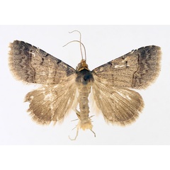 /filer/webapps/moths/media/images/T/trichophora_Plecoptera_AM_TMSA_01.jpg