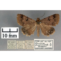 /filer/webapps/moths/media/images/P/punctilineata_Plecoptera_STM_OUMNH_01.jpg