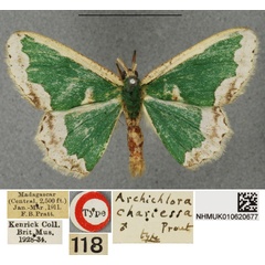 /filer/webapps/moths/media/images/C/chariessa_Archichlora_STM_BMNH.jpg