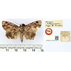 /filer/webapps/moths/media/images/E/evanescens_Nagia_HT_BMNH.jpg