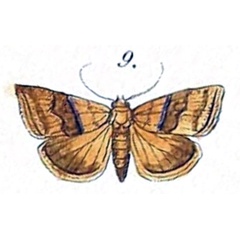 /filer/webapps/moths/media/images/S/sperans_Thalpochares_HT_Felder_1875_108-9.jpg