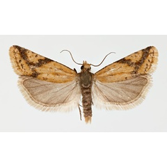/filer/webapps/moths/media/images/H/hectaea_Hectaphelia_AM_ZMHB.jpg