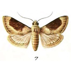 /filer/webapps/moths/media/images/S/sudanalis_Endolophia_PTF_Zerny_1-7.jpg