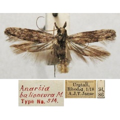/filer/webapps/moths/media/images/B/balioneura_Anarsia_HT_TMSA.jpg