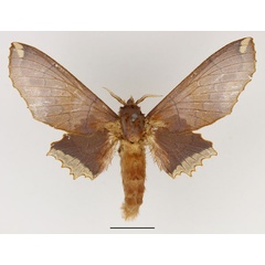/filer/webapps/moths/media/images/J/jordani_Gelo_AF_Basquin.jpg