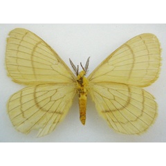 /filer/webapps/moths/media/images/F/flava_Camerunia_ST_BMNHb.jpg