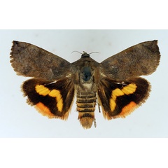 /filer/webapps/moths/media/images/O/occidentalium_Hyblaea_AF_TMSA.jpg