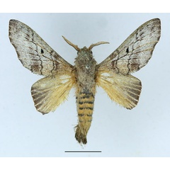 /filer/webapps/moths/media/images/D/delicatulus_Gastroplakaeis_AM_Basquin_01.jpg