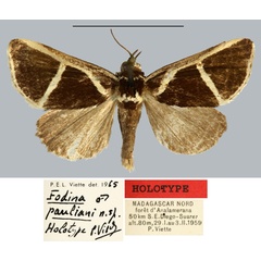 /filer/webapps/moths/media/images/P/pauliani_Fodina_HT_MNHN.jpg