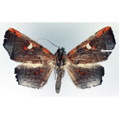 /filer/webapps/moths/media/images/B/brunoi_Episparis_AM_Aulombard.jpg