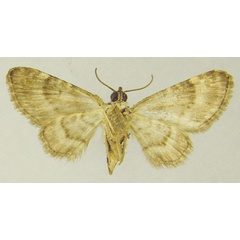/filer/webapps/moths/media/images/L/leighi_Chloroclystis_AF_ZSMb.jpg