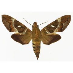 /filer/webapps/moths/media/images/A/argentifera_Nephele_AF_Basquin.jpg