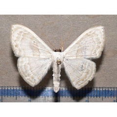 /filer/webapps/moths/media/images/I/impunctulata_Somatina_A_Goff.jpg