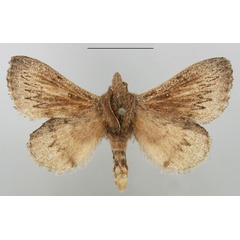 /filer/webapps/moths/media/images/C/cuneata_Rhinobombyx_AM_TMSA_01.jpg