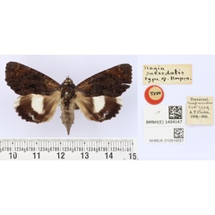 /filer/webapps/moths/media/images/S/sacerdotis_Nagia_HT_BMNH.jpg