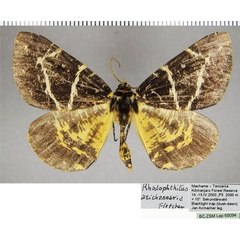 /filer/webapps/moths/media/images/A/arichannaria_Rhodophthitus_AM_ZSMa.jpg