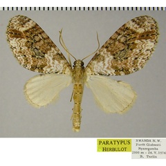 /filer/webapps/moths/media/images/L/letouzeyi_Lobidiopteryx_PTM_ZSM.jpg