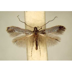 /filer/webapps/moths/media/images/C/cyanolampra_Corythoxestis_PT_TMSA6343.jpg