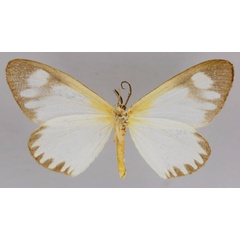 /filer/webapps/moths/media/images/G/gracilis_Cartaletis_A_ZSM_02.jpg