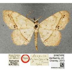 /filer/webapps/moths/media/images/S/subcatenata_Scopula_STM_BMNH.jpg