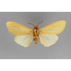 /filer/webapps/moths/media/images/L/lentifasciata_Pseudoradiarctia_LT_BMNH.jpg