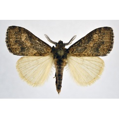 /filer/webapps/moths/media/images/M/mahoma_Dasychira_AM_NHMO.jpg