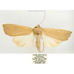/filer/webapps/moths/media/images/L/longipennis_Leucania_AF_BMNH_02.jpg