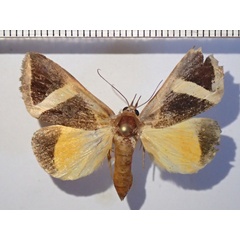 /filer/webapps/moths/media/images/H/hayesi_Fodina_A_Bippus.jpg
