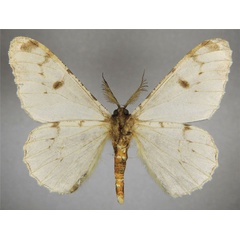 /filer/webapps/moths/media/images/P/potaenia_Colocleora_AM_ZSMb.jpg