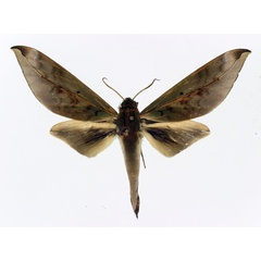 /filer/webapps/moths/media/images/O/oberthueri_Phylloxiphia_AM_Basquin.jpg