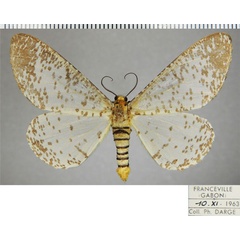 /filer/webapps/moths/media/images/M/myriostictus_Rhodophthitus_AM_ZSMa.jpg