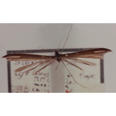 /filer/webapps/moths/media/images/T/tyropiesta_Stenoptilia_HT_BMNH.jpg