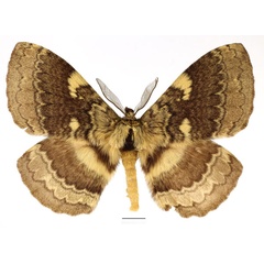 /filer/webapps/moths/media/images/E/edulis_Striphnopteryx_AM_Basquin_02.jpg