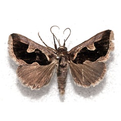 /filer/webapps/moths/media/images/M/maudavei_Fodina_HT_MNHN.jpg