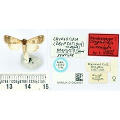 /filer/webapps/moths/media/images/M/maculata_Crypsotidia_PLT_BMNH.jpg