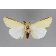 /filer/webapps/moths/media/images/S/scortillum_Logunovium_A_BMNH.jpg